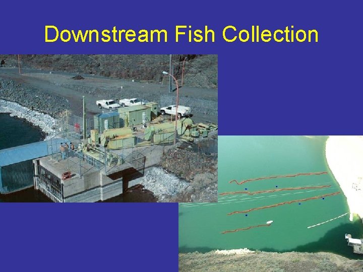 Downstream Fish Collection 