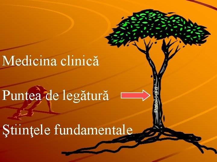 Puntea de legătură Ştiinţele fundamentale Patologia Medicina clinică 