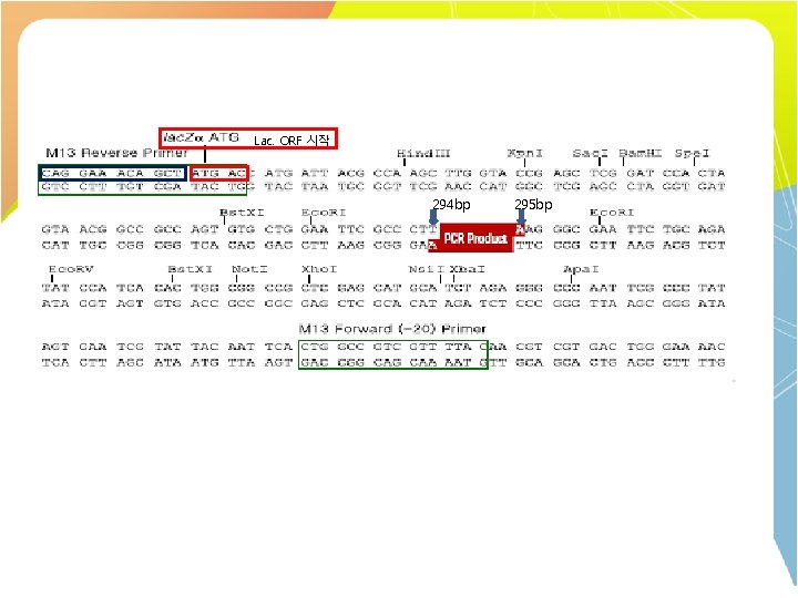 Lac. ORF 시작 294 bp 295 bp 