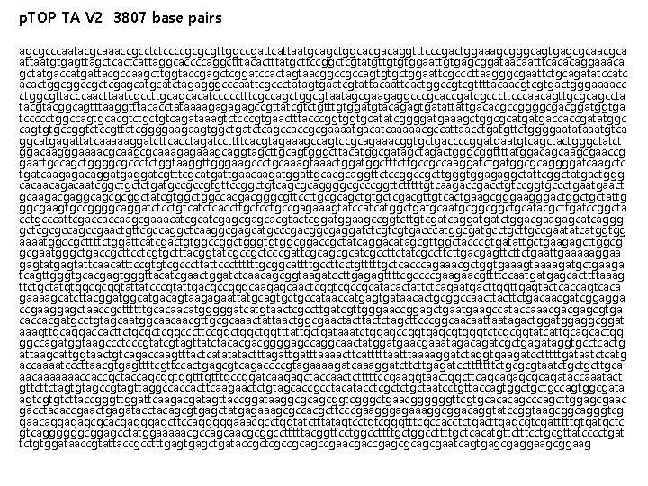 p. TOP TA V 2 3807 base pairs agcgcccaatacgcaaaccgcctctccccgcgcgttggccgattcattaatgcagctggcacgacaggtttcccgactggaaagcgggcagtgagcgcaacgca attaatgtgagttagctcattaggcaccccaggctttacactttatgcttccggctcgtatgttgtgtggaattgtgagcggataacaatttcacacaggaaaca gctatgaccatgattacgccaagcttggtaccgagctcggatccactagtaacggccgccagtgtgctggaattcgcccttaagggcgaattctgcagatatccatc acactggcggccgctcgagcatctagagggcccaattcgccctatagtgaatcgtattacaattcactggccgtcgttttacaacgtcgtgactgggaaaacc ctggcgttacccaacttaatcgccttgcagcacatccccctttcgccagctggcgtaatagcgaagaggcccgcaccgatcgcccttcccaacagttgcgcagccta tacggcagtttaaggtttacacctataaaagagccgttatcgtctgtttgtggatgtacagagtgatattattgacacgccggggcgacggatggtga