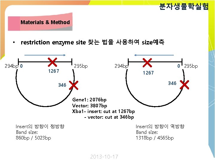 분자생물학실험 Materials & Method • restriction enzyme site 찾는 법을 사용하여 size예측 294 bp