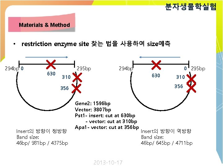 분자생물학실험 Materials & Method • restriction enzyme site 찾는 법을 사용하여 size예측 294 bp