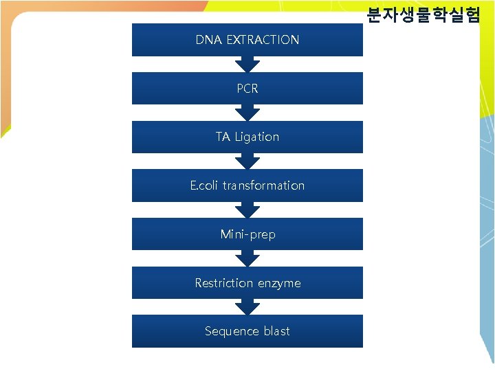 분자생물학실험 DNA EXTRACTION PCR TA Ligation E. coli transformation Mini-prep Restriction enzyme Sequence blast