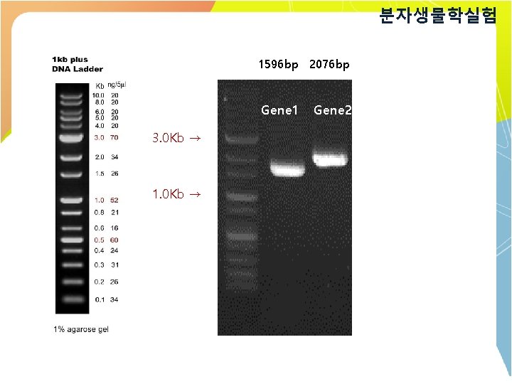 분자생물학실험 1596 bp 2076 bp Gene 1 3. 0 Kb → 1. 0 Kb