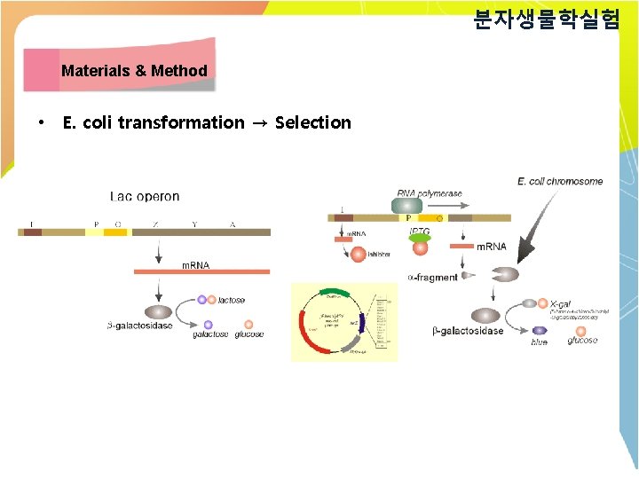 분자생물학실험 Materials & Method • E. coli transformation → Selection 
