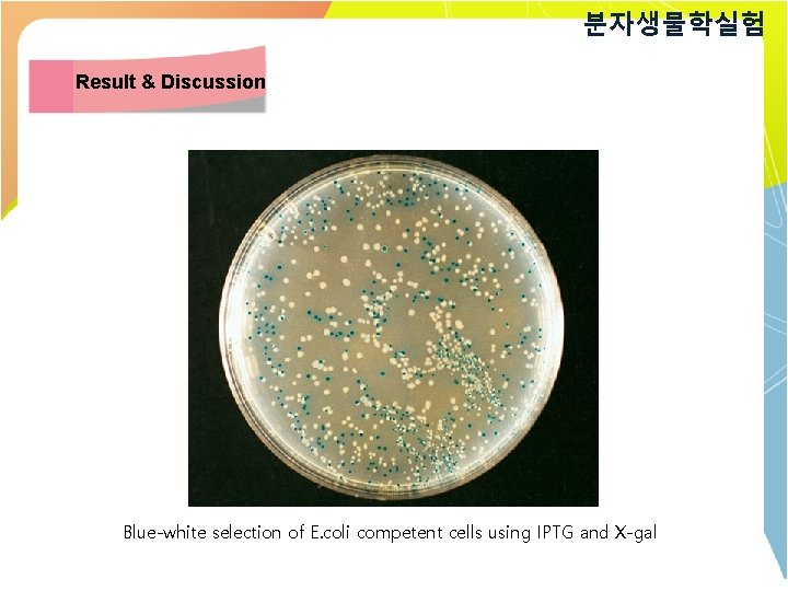 분자생물학실험 Result & Discussion Blue-white selection of E. coli competent cells using IPTG and