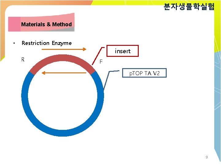 분자생물학실험 Materials & Method • Restriction Enzyme insert R F p. TOP TA V