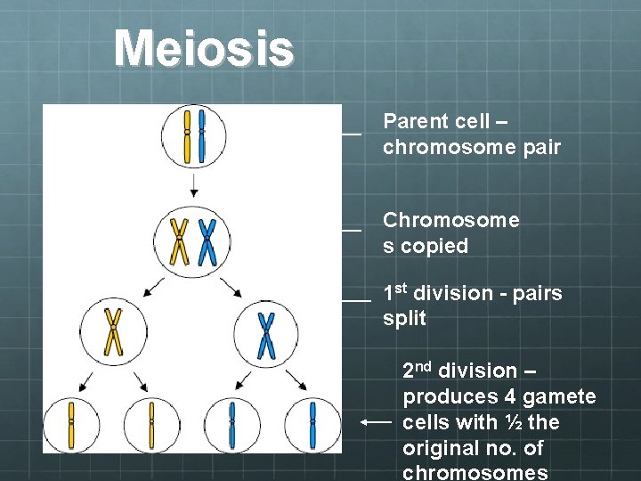 SEXUAL REPRODUCTION Sex cells formed by meiosis Requires