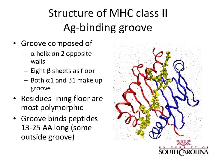 Structure of MHC class II Ag-binding groove • Groove composed of – α helix