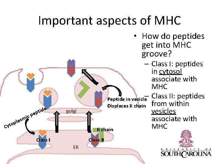 Important aspects of MHC • How do peptides get into MHC groove? e d