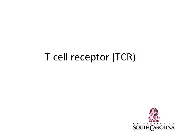 T cell receptor (TCR) 