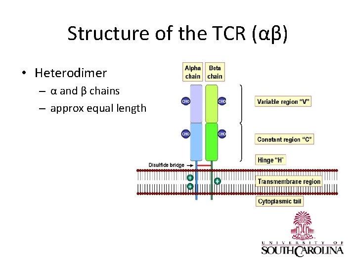 Structure of the TCR (αβ) • Heterodimer – α and β chains – approx