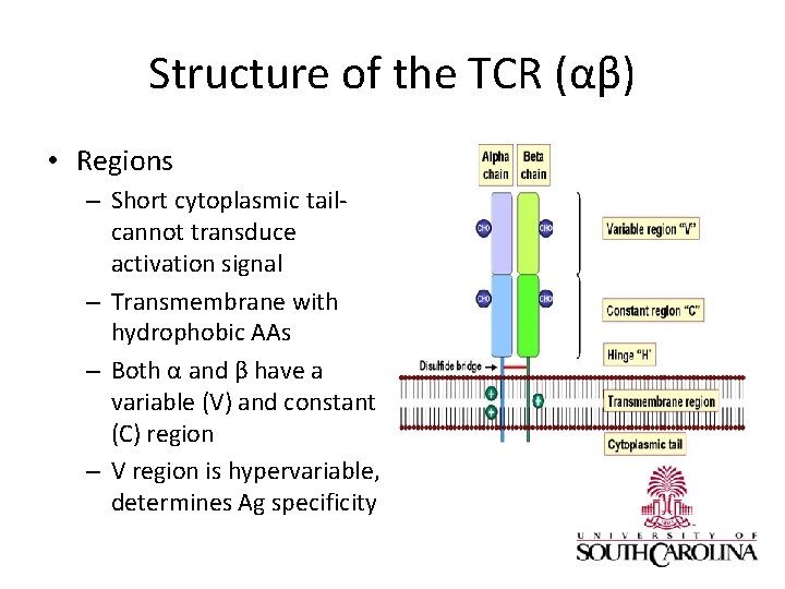 Structure of the TCR (αβ) • Regions – Short cytoplasmic tailcannot transduce activation signal