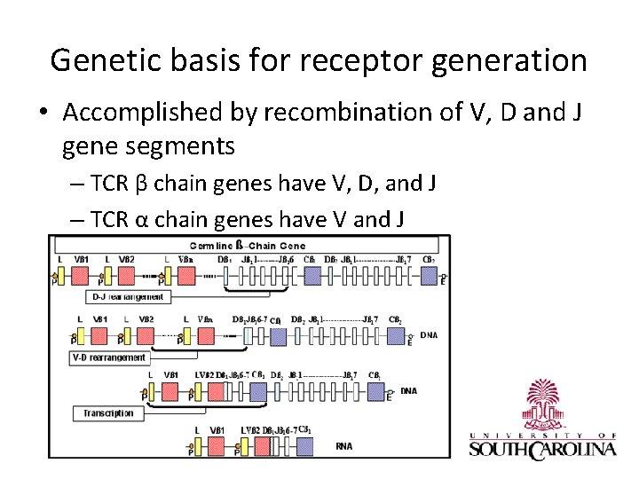Genetic basis for receptor generation • Accomplished by recombination of V, D and J