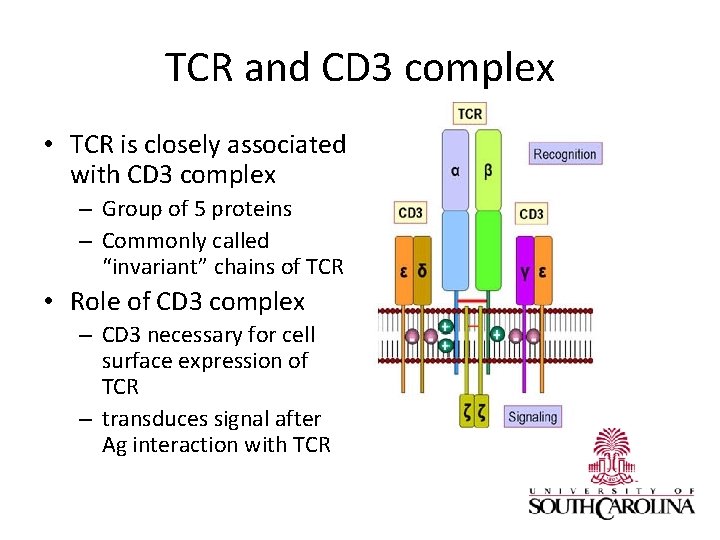 TCR and CD 3 complex • TCR is closely associated with CD 3 complex