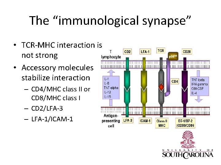 The “immunological synapse” • TCR-MHC interaction is not strong • Accessory molecules stabilize interaction
