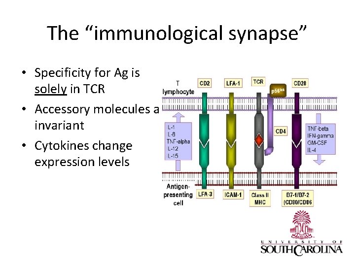 The “immunological synapse” • Specificity for Ag is solely in TCR • Accessory molecules