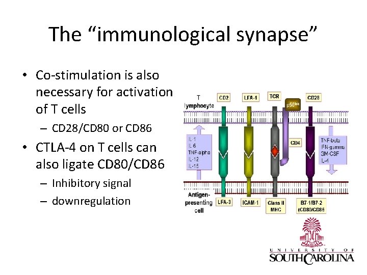 The “immunological synapse” • Co-stimulation is also necessary for activation of T cells –