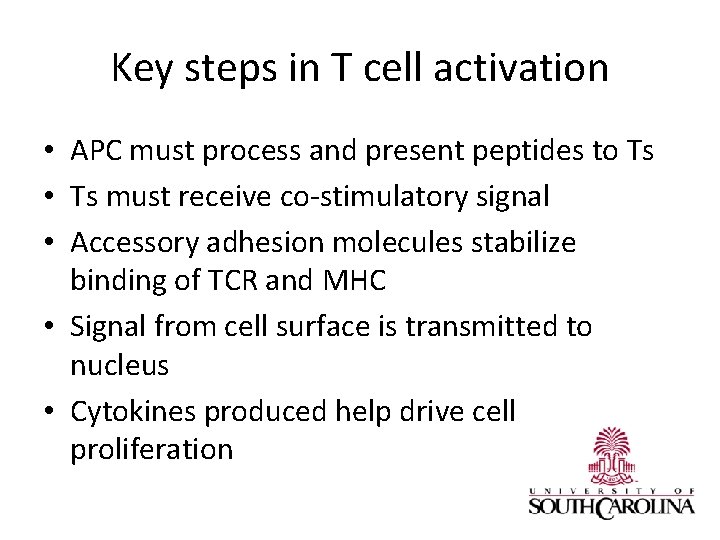 Key steps in T cell activation • APC must process and present peptides to
