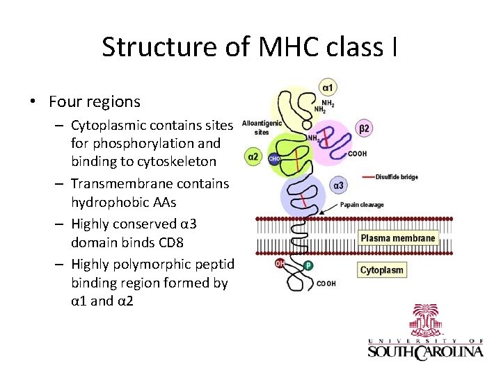 Structure of MHC class I • Four regions – Cytoplasmic contains sites for phosphorylation