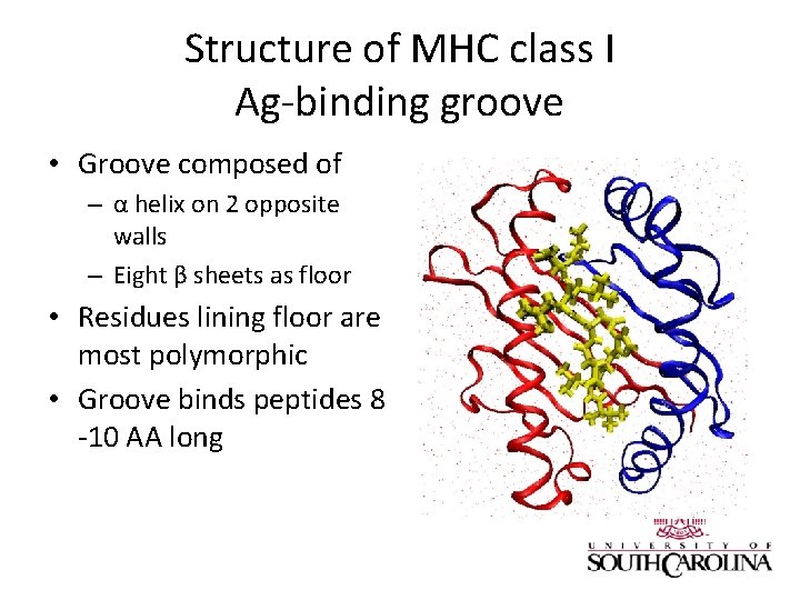 Structure of MHC class I Ag-binding groove • Groove composed of – α helix