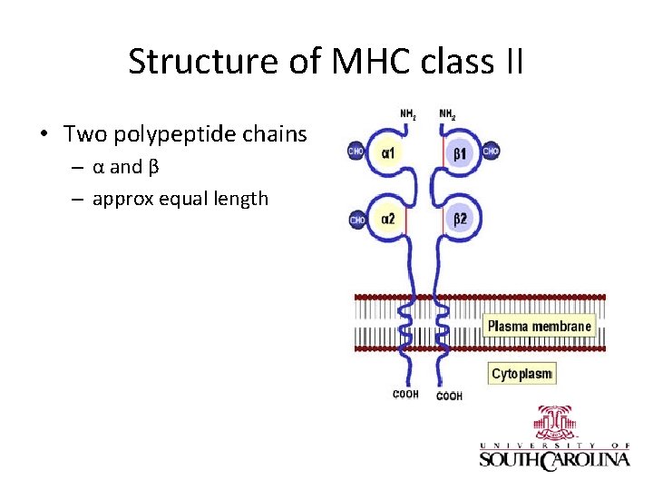 Structure of MHC class II • Two polypeptide chains – α and β –