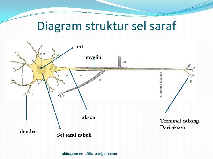 Diagram struktur sel saraf inti myelin akson dendrit Sel saraf tubuh alifis@corner - alifis.