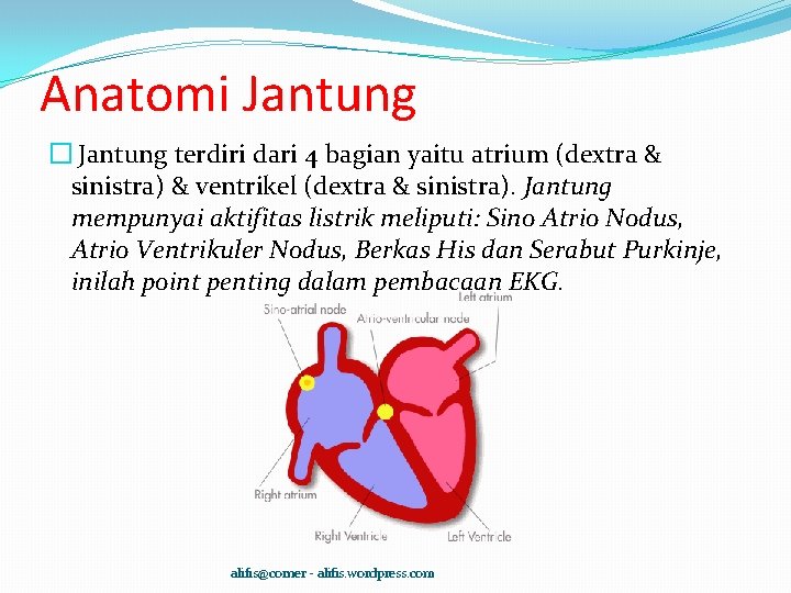 Anatomi Jantung � Jantung terdiri dari 4 bagian yaitu atrium (dextra & sinistra) &