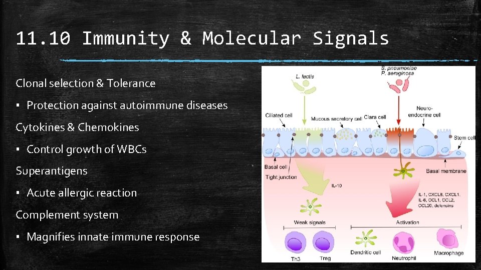 11. 10 Immunity & Molecular Signals Clonal selection & Tolerance ▪ Protection against autoimmune