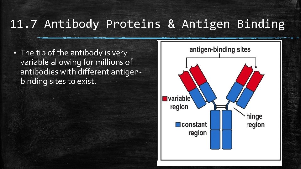 11. 7 Antibody Proteins & Antigen Binding ▪ The tip of the antibody is