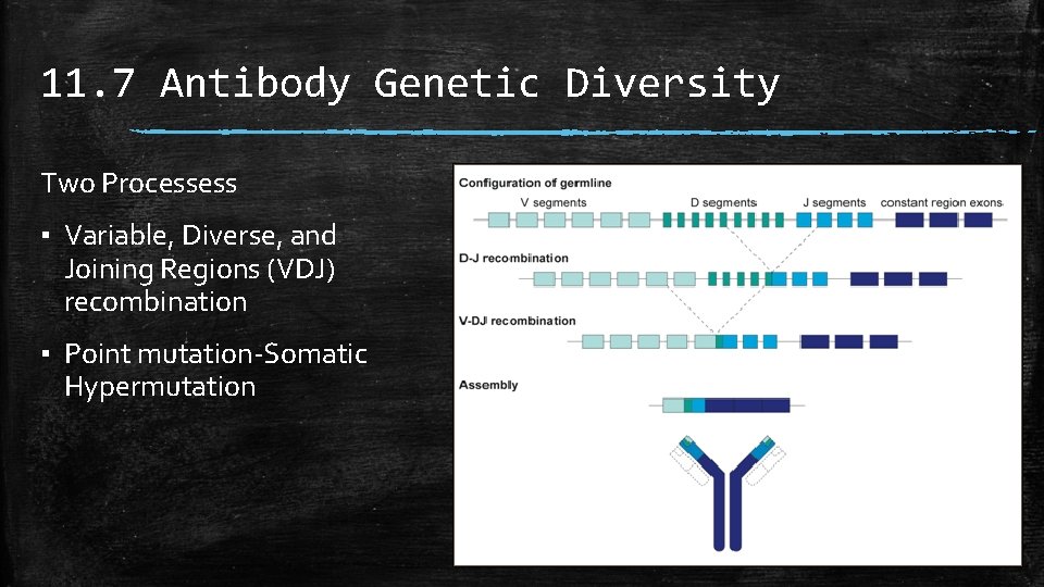 11. 7 Antibody Genetic Diversity Two Processess ▪ Variable, Diverse, and Joining Regions (VDJ)