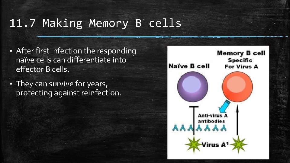 11. 7 Making Memory B cells ▪ After first infection the responding naïve cells