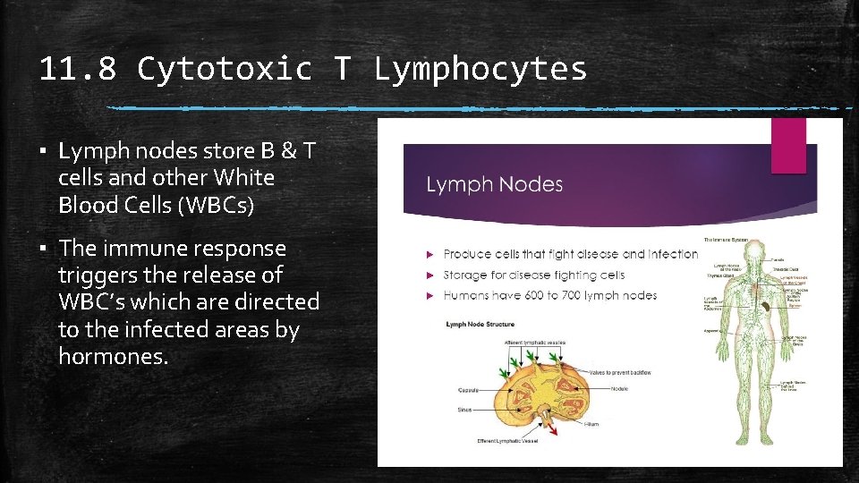 11. 8 Cytotoxic T Lymphocytes ▪ Lymph nodes store B & T cells and