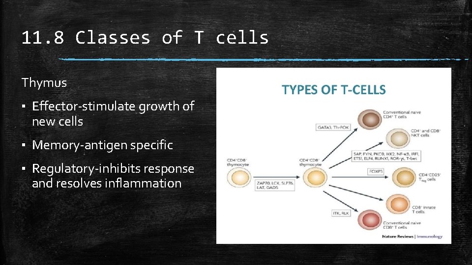11. 8 Classes of T cells Thymus ▪ Effector-stimulate growth of new cells ▪