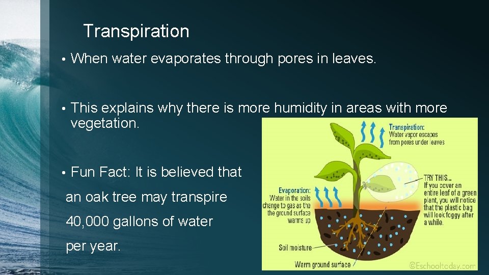 Transpiration • When water evaporates through pores in leaves. • This explains why there