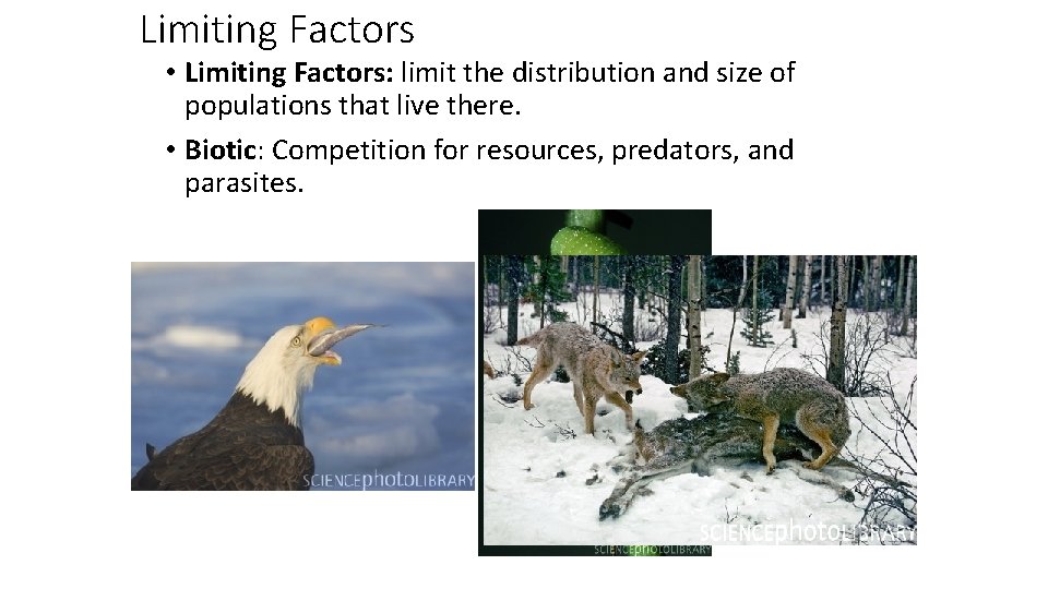 Limiting Factors • Limiting Factors: limit the distribution and size of populations that live