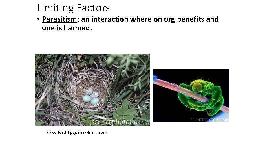 Limiting Factors • Parasitism: an interaction where on org benefits and one is harmed.