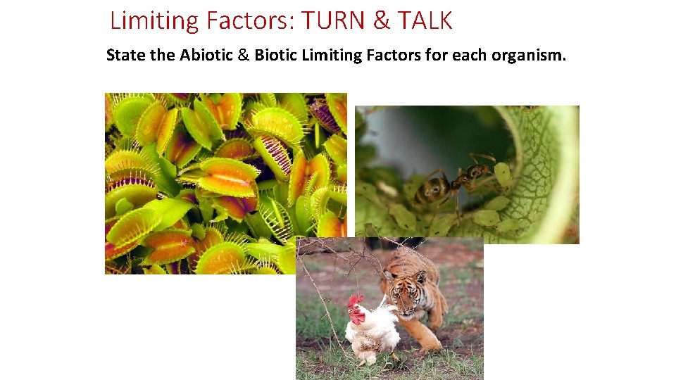 Limiting Factors: TURN & TALK State the Abiotic & Biotic Limiting Factors for each