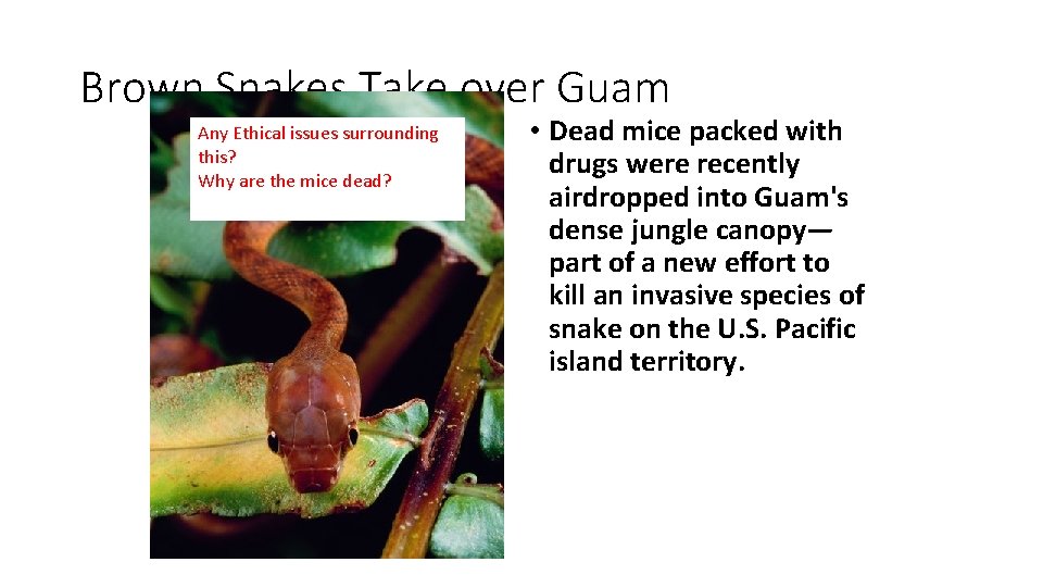 Brown Snakes Take over Guam Any Ethical issues surrounding this? Why are the mice