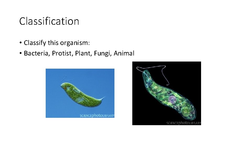 Classification • Classify this organism: • Bacteria, Protist, Plant, Fungi, Animal 