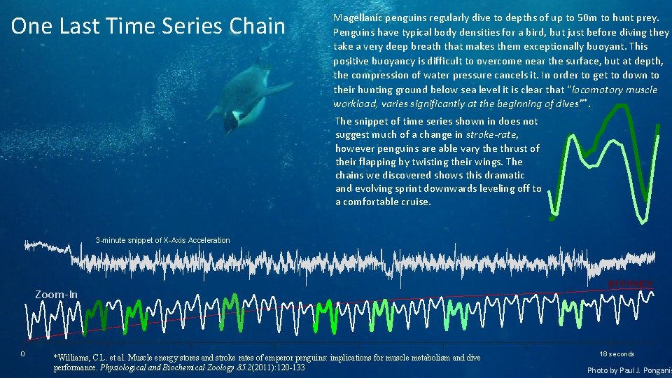 One Last Time Series Chain Magellanic penguins regularly dive to depths of up to