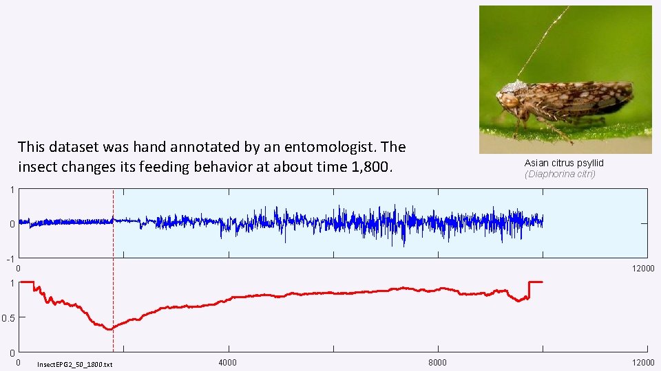 This dataset was hand annotated by an entomologist. The insect changes its feeding behavior