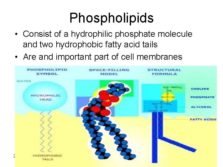 Phospholipids • Consist of a hydrophilic phosphate molecule and two hydrophobic fatty acid tails