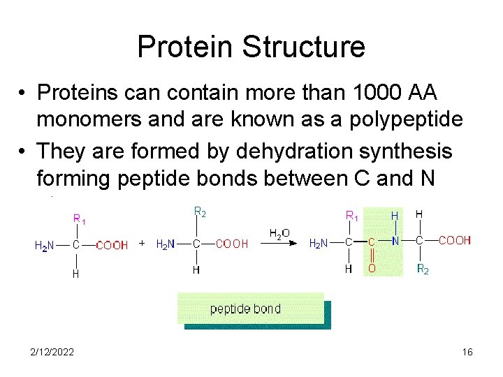 Protein Structure • Proteins can contain more than 1000 AA monomers and are known