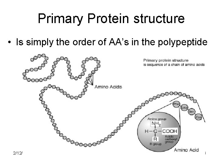 Primary Protein structure • Is simply the order of AA’s in the polypeptide 2/12/2022