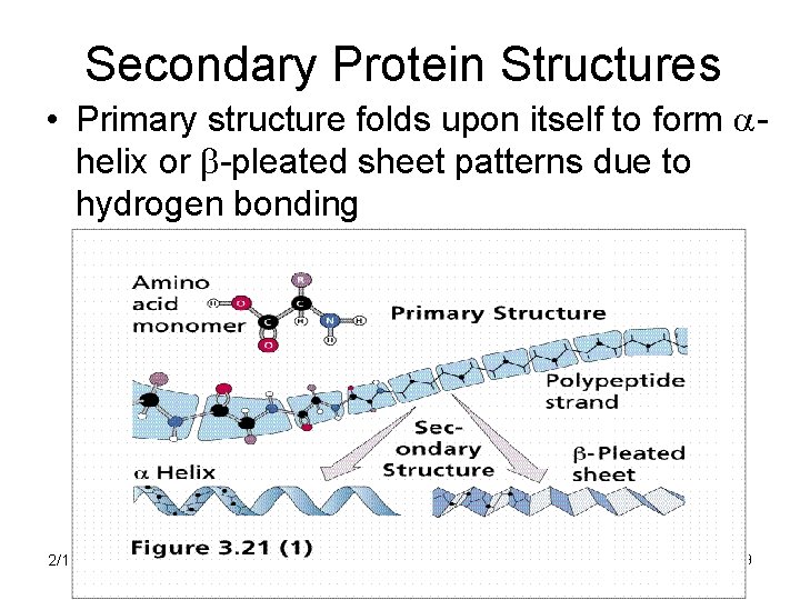Secondary Protein Structures • Primary structure folds upon itself to form ahelix or b-pleated