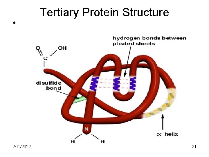  • 2/12/2022 Tertiary Protein Structure 21 