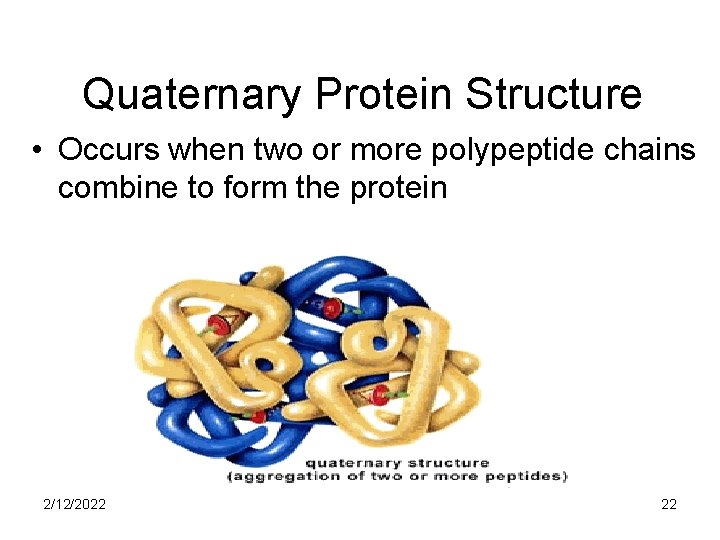 Quaternary Protein Structure • Occurs when two or more polypeptide chains combine to form