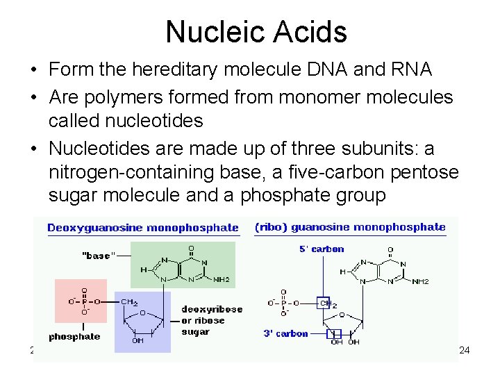 Nucleic Acids • Form the hereditary molecule DNA and RNA • Are polymers formed