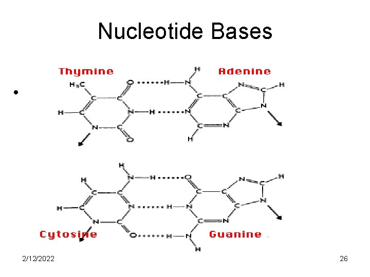 Nucleotide Bases • 2/12/2022 26 